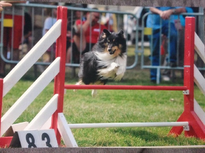 de L'ouche Argentée - 29 juin 2014 : Galac en concours à Montbard