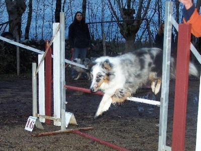 de L'ouche Argentée - Etincelle et l'agility