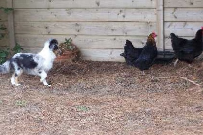 de L'ouche Argentée - Etincelle, chien de berger ?