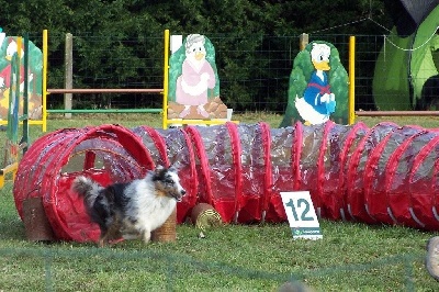 de L'ouche Argentée - 2ème concours d'agility d'Etincelle (03/03/2012)