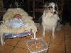  - Le cadeau d'anniversaire de Galaxie (28/05/2012)