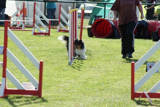 de L'ouche Argentée - Concours d'Agility à Mâcon (6 avril 2014)